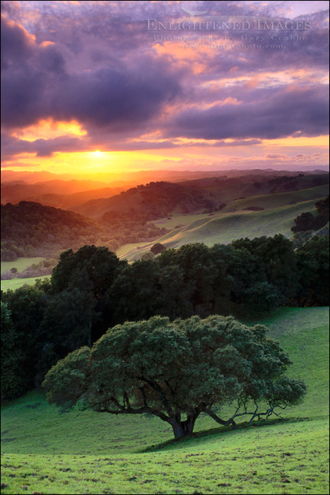 picture: Oak trees and green grass on hills over valley in spring at sunset, Briones Regional Park, Contra Costa County, California