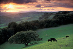 picture: Oak trees, cows, and green grass on hills over valley in spring at sunset, Briones Regional Park, Contra Costa County, California