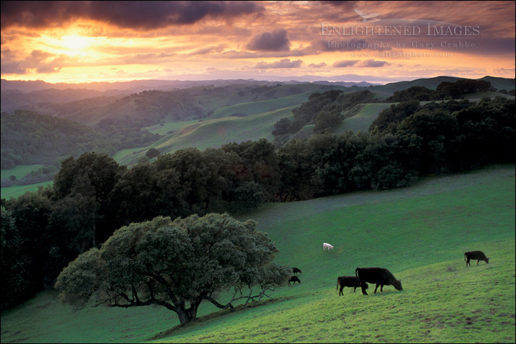 Photo: Oak trees, cows, and green grass on hills over valley in spring at sunset, Briones Regional Park, Contra Costa County, California