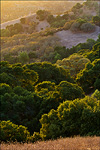 picture: Trees at sunset. Briones Regional Park, Contra Costa County, California