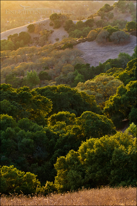 picture: Trees at sunset. Briones Regional Park, Contra Costa County, California