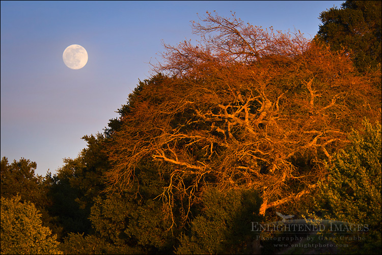 Photo: Full moon rising over trees in Briones Regional Park, Contra Costa County, California