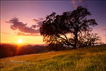 picture: Oak tree at sunset, Mt. Diablo State Park, Contra Costa County, California