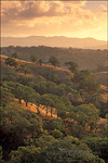 picture: Clouds at sunset over golden hills and oak trees, Mount Diablo State Park, Contra Costa, California