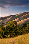 picture: Sunset light on oak trees and rolling hills in spring, Mount Diablo State Park, California