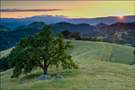 picture: Lone oak tree and rolling hills in spring and golden sunset light, Mount Diablo State Park, California
