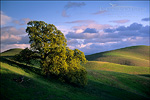 picture: Oak tree and green hills in spring, Tassajara region, Contra Costa County, California