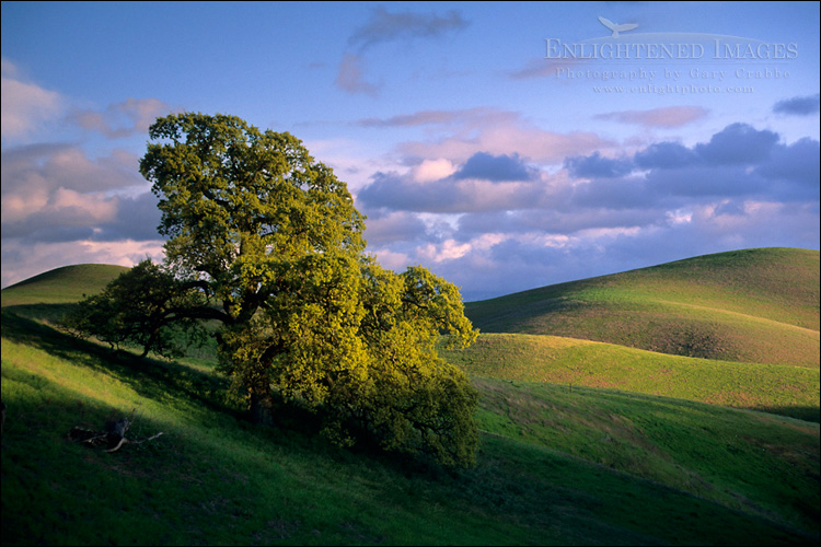 Photo: Oak tree and green hills in spring, Tassajara region, Contra Costa County, California