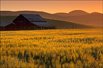 picture: Golden sunrise light over barn and field in the Tassajara Region, Contra Costa County, California