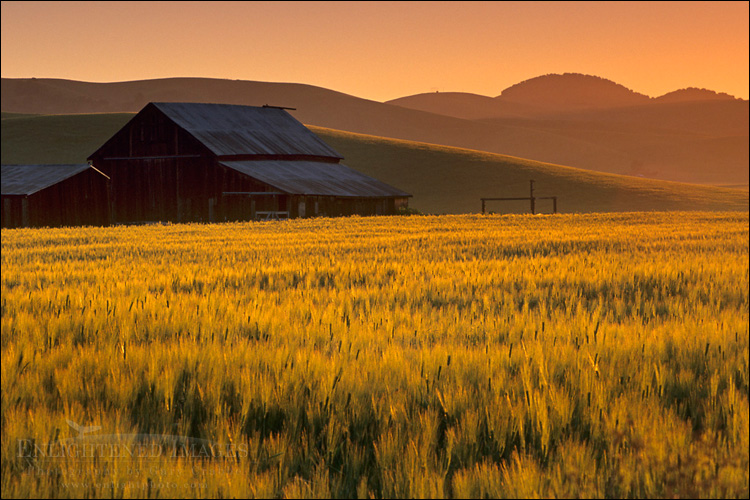 Photo: Golden sunrise light over barn and field in the Tassajara Region, Contra Costa County, California