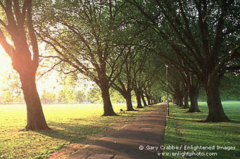 Sunrise light through trees and pathway in the Jesus Green, Cambridge, England