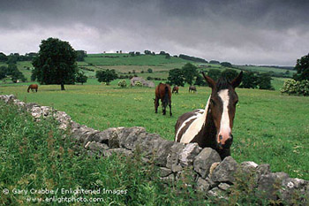 Horse in pasture, Peak District National Park, England 