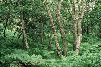 Sherwood Forest, Nottinghamshire, England