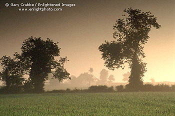 Misty sunrise in the Cotswolds, Oxfordshire, England