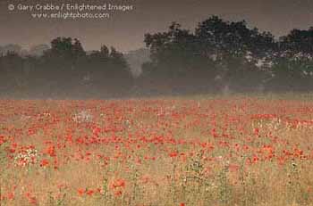 Poppy field at sunrise, Cotswolds Region, Oxfordshire, England