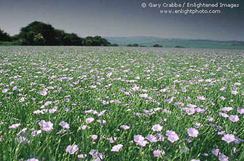 Field of flowers near Marlborough, England