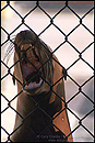 Picture: Injured sea lion behind cage fence, Marine Mammal Rescue Center, California