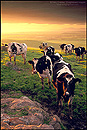 Photo: Dairy Cows at sunrise, Central Valley, California