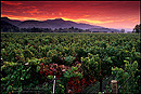 Photo: Sunrise over vineyard, Napa Valley, California