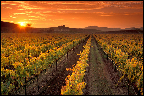 Picture: Sunset over Vineyard, Carneros Region, Napa Valley, California