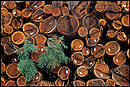 Picture: Perseverance of Life, fresh growth on cut redwood logs, Sonoma County, California