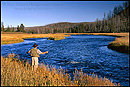 Picture: Fly Fishing on the Madison River, Yellowstone National Park, Wyoming