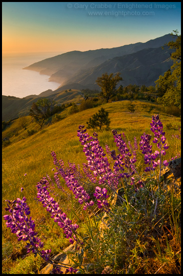 Picture: Wildflowers and green hills at sunset, Big Sur coast, California