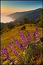 Photo: Wildflowers and green hills at sunset, Big Sur coast, California
