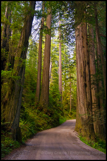 Picture: Dirt road through redwood forest, Del Norte County, California