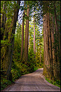 Photo: Dirt road through redwood forest, Del Norte County, California