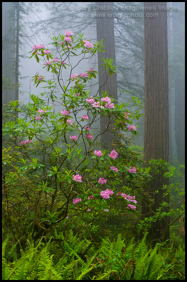Picture: Rhododendron Flowers in misty redwood forest, Redwood National Park, California