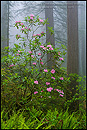 Photo: Rhododendron Flowers in misty redwood forest, Redwood National Park, California