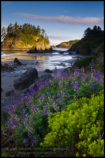 Picture: Wildflowers on the coast, Trinidad State Beach, California