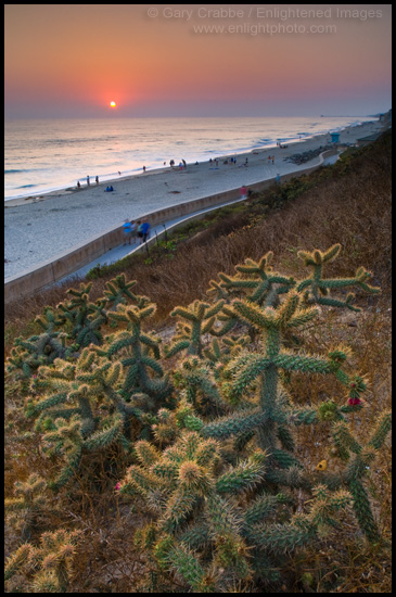 Cactus at sunset over the seawall path, Carlsbad State Beach, California
