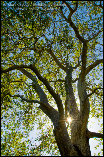 Sunlight through trunk of 100+ year old Sycamore Tree, Linn's Family Farm, near Cambria, California