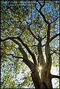 Photo: Sunlight through trunk of 100+ year old Sycamore Tree, Linn's Family Farm, near Cambria, California