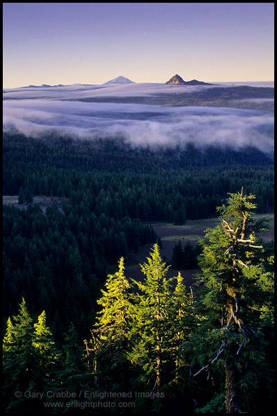 Photo: Sunrise light on pine trees and fog over forest below Union Peak, Crater Lake National Park, Oregon