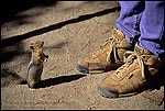 Picture: Wildlife Encounter w/ small unafraid animal: Golden-Mantled Ground Squirrel greets a tourist hiker while looking (begging) for food, Cleetwood Trail, Crater Lake National Park, Oregon