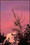 Picture: Glowing red sky at sunset over Whitebark Pine (pinus albicaulus), Crater Lake National Park, Oregon