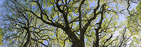Picture: Oak Trees in early spring, Briones Regional Park, Contra Costa County, California