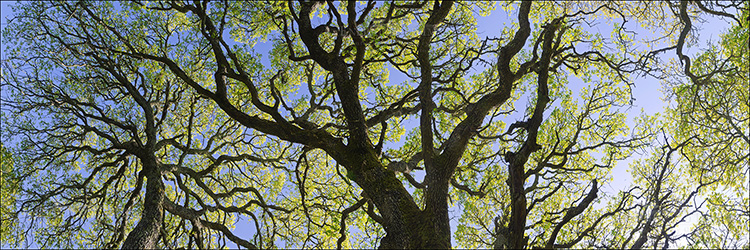 Panoramic Photo: Oak Trees in early spring, Briones Regional Park, Contra Costa County, California