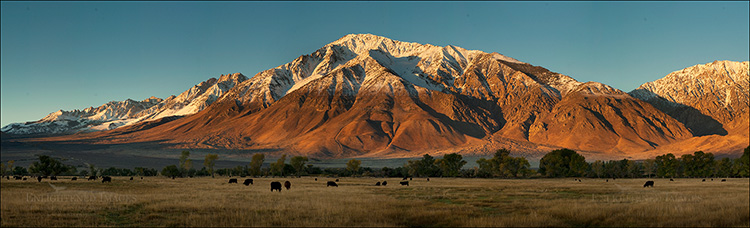 Panoramic Photo: Cattle grazing in the Round Valley below Mount Tom, Eastern Sierra, California