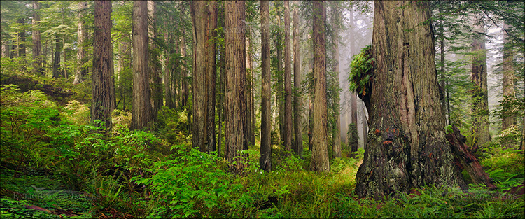 Panoramic Photo: Redwood trees in Redwood Forest, Del Norte Coast Redwood State Park, Redwood National Park, California