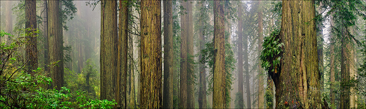 Panoramic Photo: Misty morning light in the redwood forest, Redwood National Park, California
