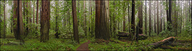 Picture: Redwood trees in Rockefeller Grove forest panorama Humboldt Redwoods State Park, California