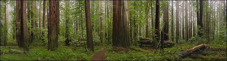 Panoramic Photo: Redwood trees in Rockefeller Grove forest panorama Humboldt Redwoods State Park, California