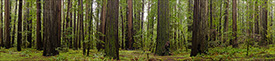 Picture: Redwood trees in redwood forest at Rockefeller Grove, Humboldt Redwoods State Park, California