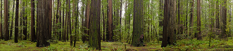 Panoramic Photo: Redwood trees in redwood forest at Rockefeller Grove, Humboldt Redwoods State Park, California