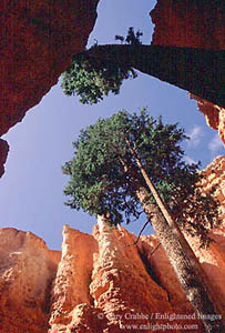 Looking up through hoodoos on the Navajo Loop Trail, Bryce Canyon National Park, Utah