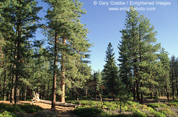 Forest on the canyon rim near Sunset Point, Bryce Canyon National Park, Utah